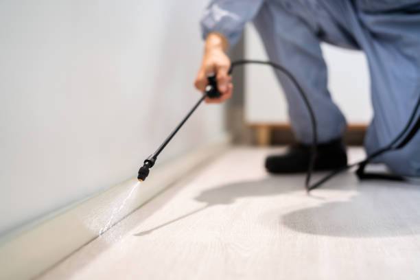 Rodent Entry Point Assessment in La Mesa