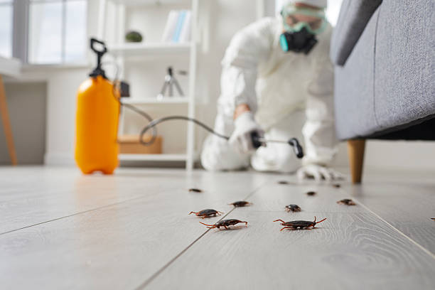 Commercial Rodent Management in La Mesa